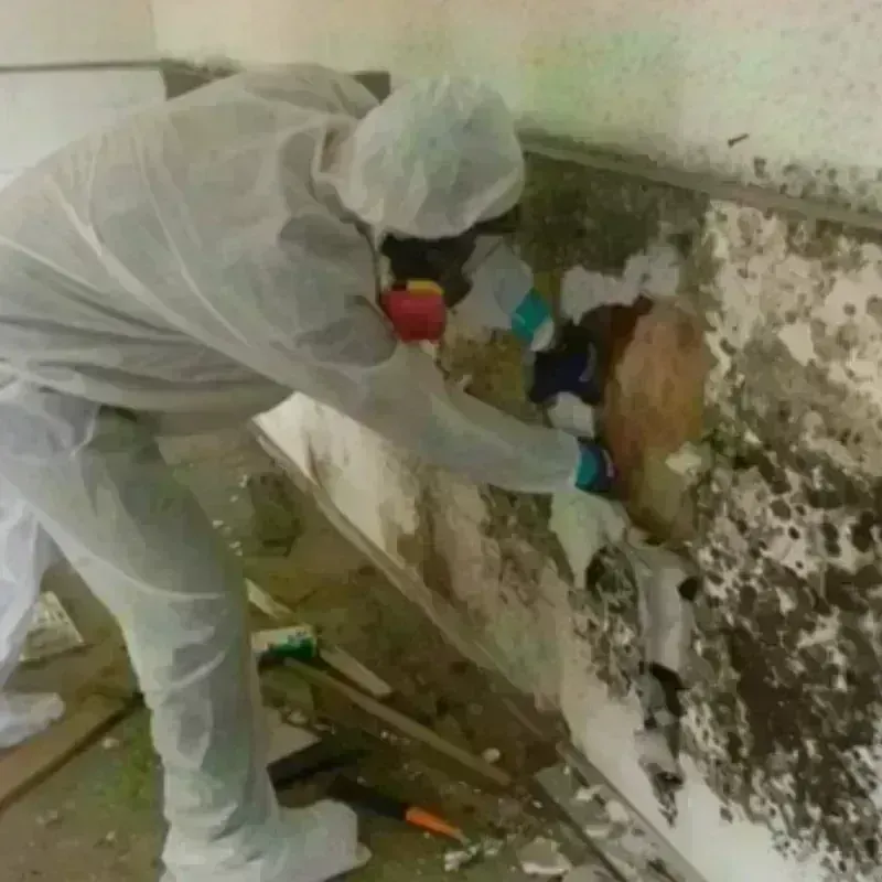 Mold Remediation and Removal in Brier, WA